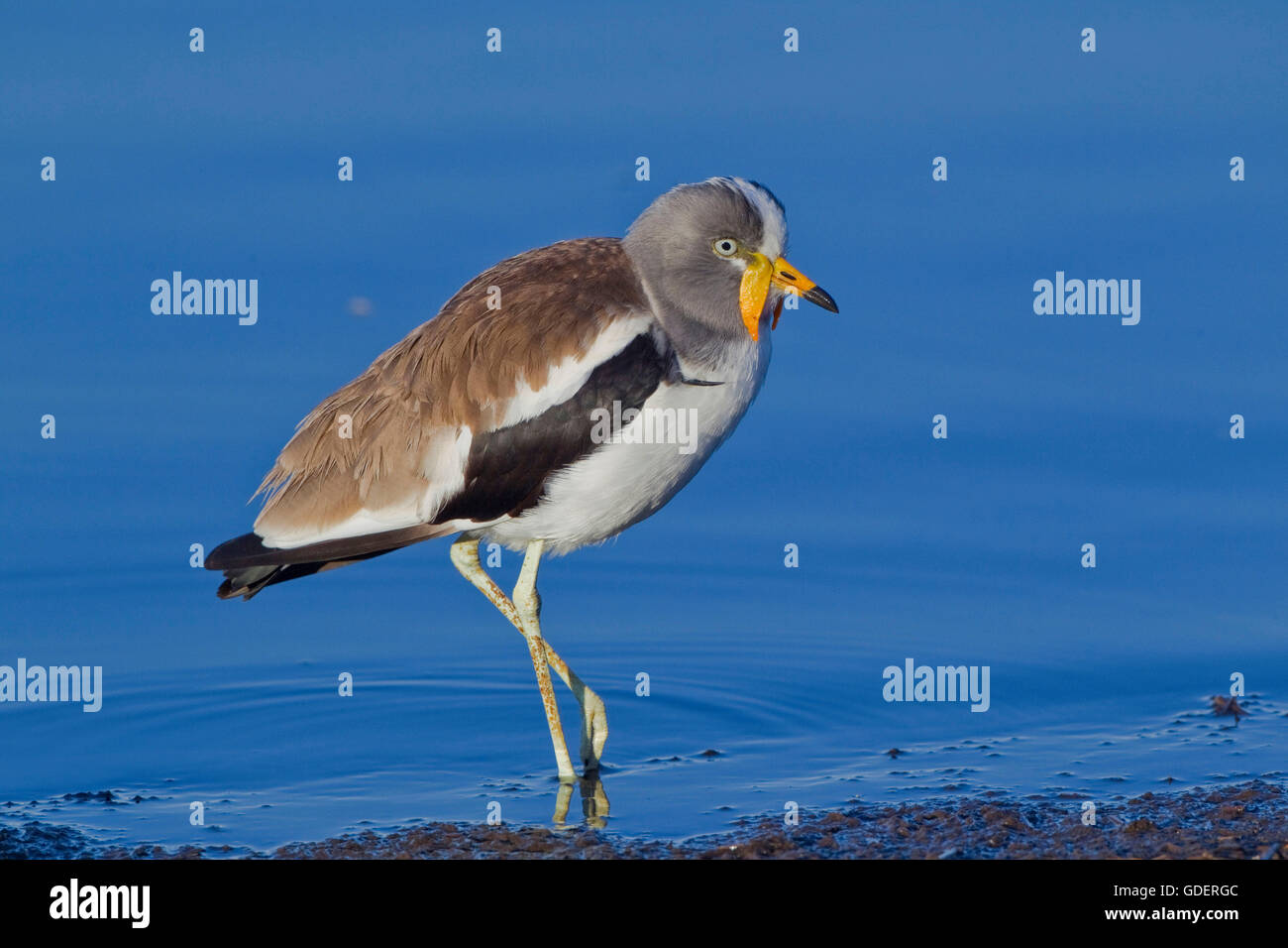 White-crowned Regenpfeifer, Krüger Nationalpark, Südafrika / (Vanellus Albiceps) Stockfoto