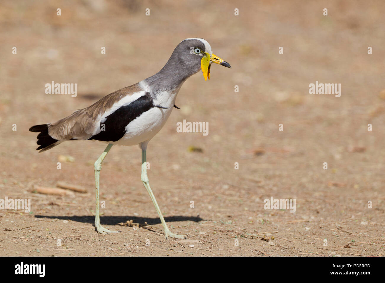 White-crowned Regenpfeifer, Krüger Nationalpark, Südafrika / (Vanellus Albiceps) Stockfoto