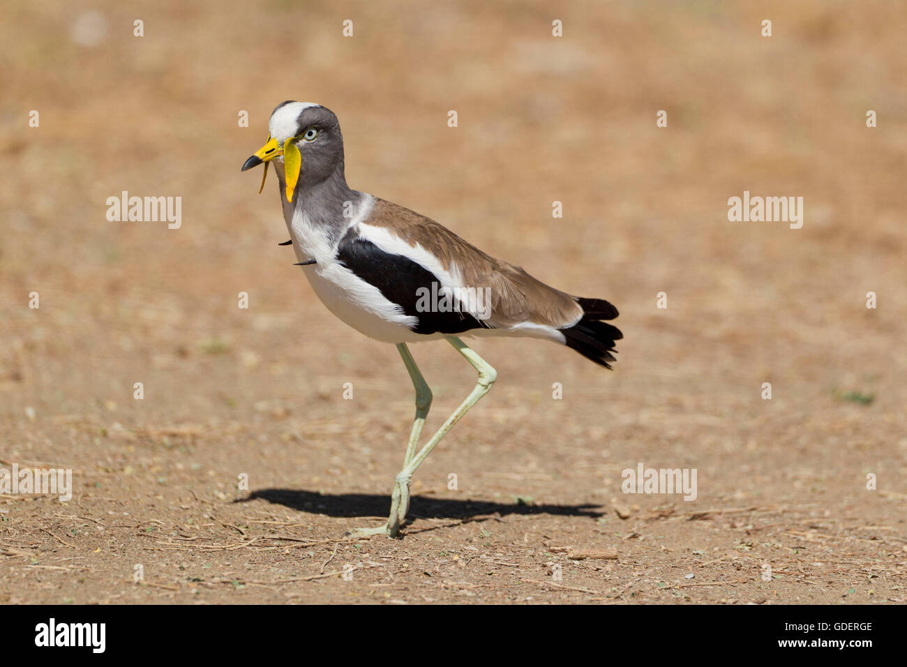 White-crowned Regenpfeifer, Krüger Nationalpark, Südafrika / (Vanellus Albiceps) Stockfoto