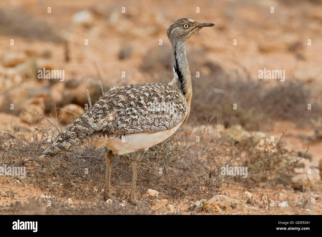 Houbara Bustard, Fuerteventura, Spanien / (Clamydotis Undulata) Stockfoto