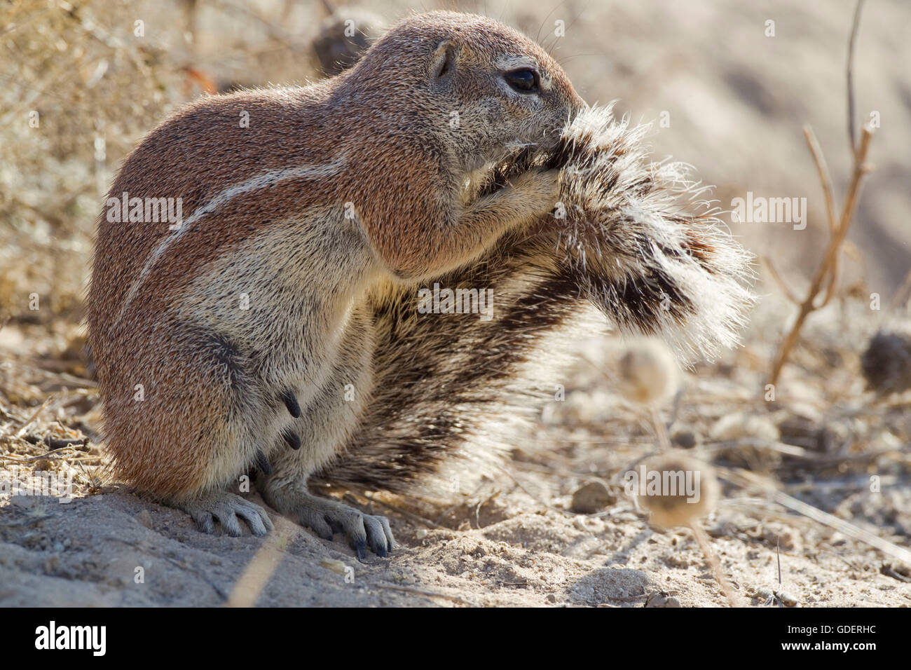 Kap-Borstenhörnchen, Kgalagadi Transfrontier Park, Südafrika /(Xerus inauris) / tail Stockfoto