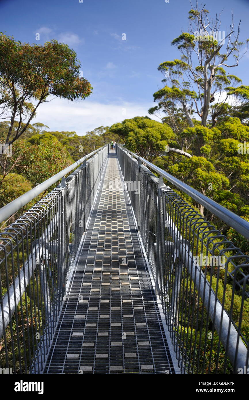 Tree Top Walk, Tingletrees Walpole-Nornalup Nationalpark, Western Australia Stockfoto