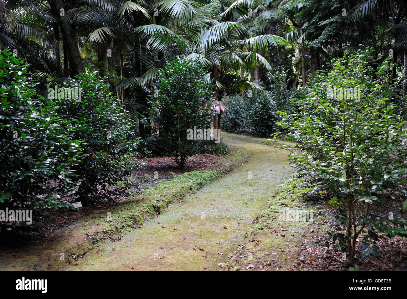 Parque Terra Nostra Furnas, Sao Miguel, Azoren, Portugal Stockfoto