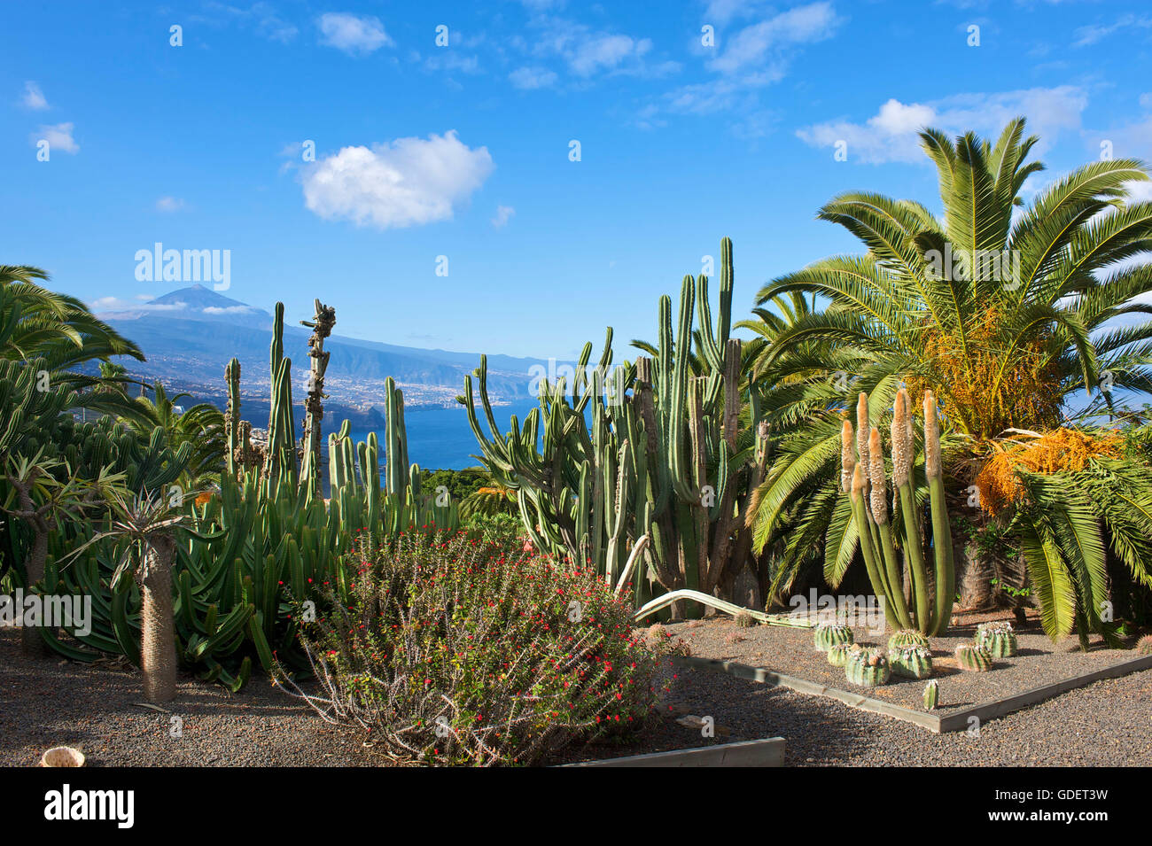 Botanischer Garten in El Sauzal, Berg Teide, Teneriffa, Kanarische Inseln, Spanien Stockfoto