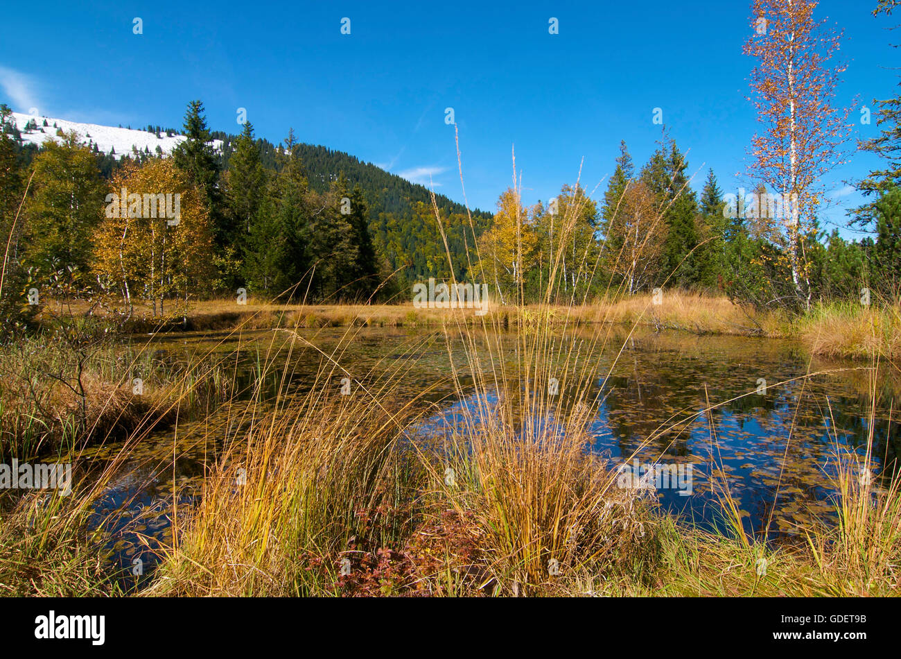 Moorlandschaft in der Nähe von Oberjoch, Allgäu, Bayern, Deutschland Stockfoto