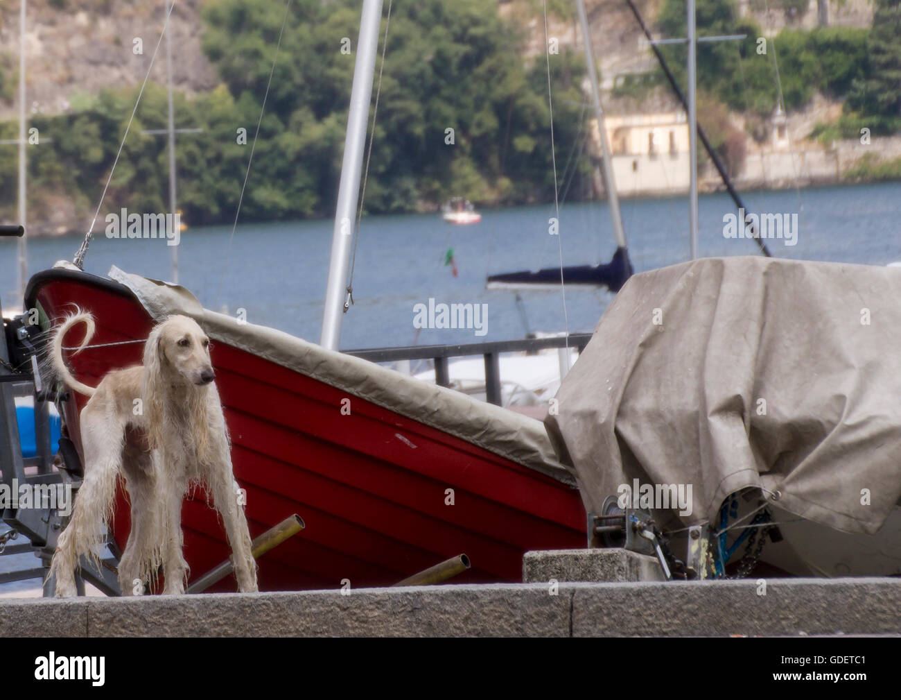Afghanische Hund am Kai im Hafen Stockfoto