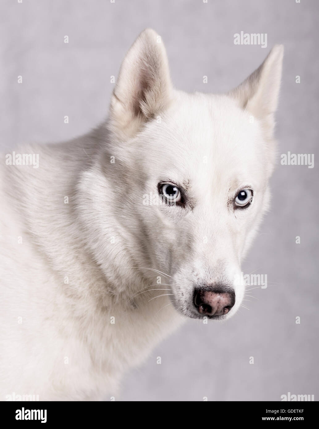 weißer husky nach vorne Stockfoto