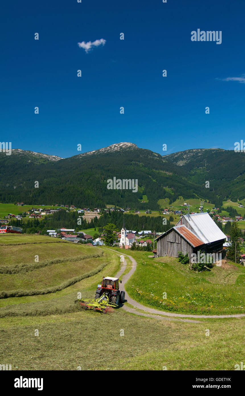 Heuernte in Riezlern, Kleinwalsertal Tal, Allgäu, Vorarlberg, Österreich Stockfoto