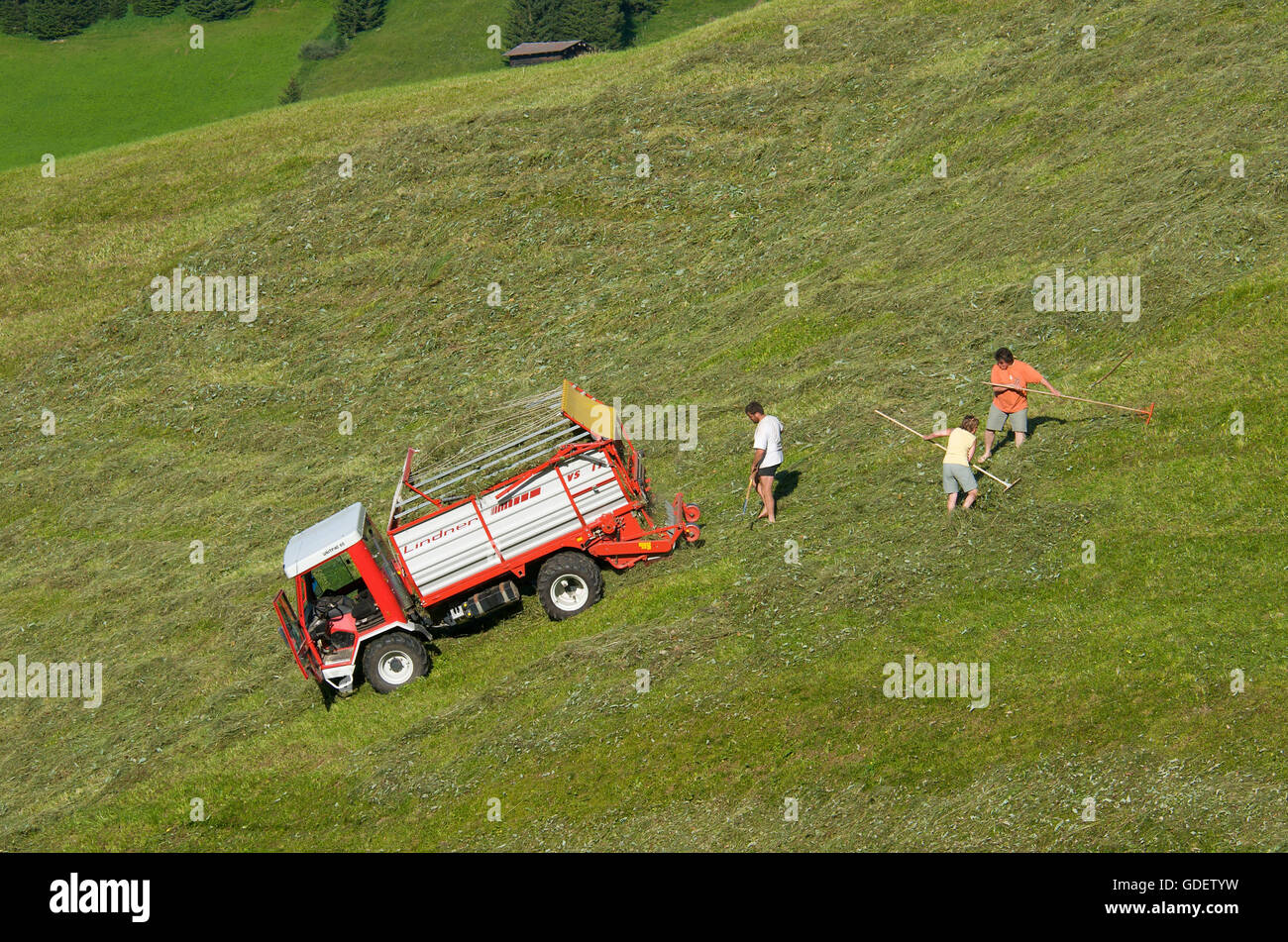 Heu-Ernte, Riezlern, Kleinwalsertal Tal, Allgäu, Vorarlberg, Österreich Stockfoto