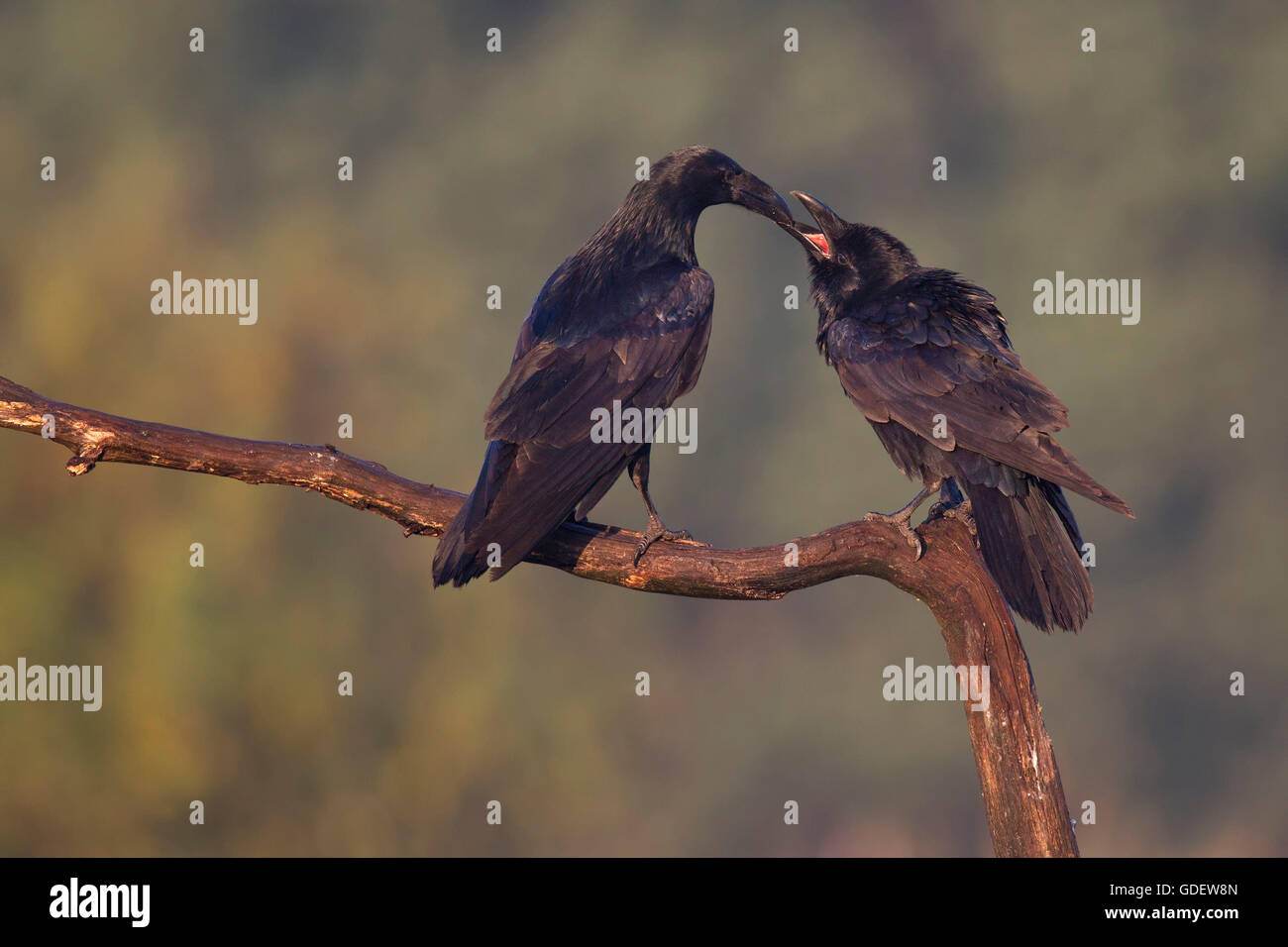 Weiblicher rabe -Fotos und -Bildmaterial in hoher Auflösung – Alamy