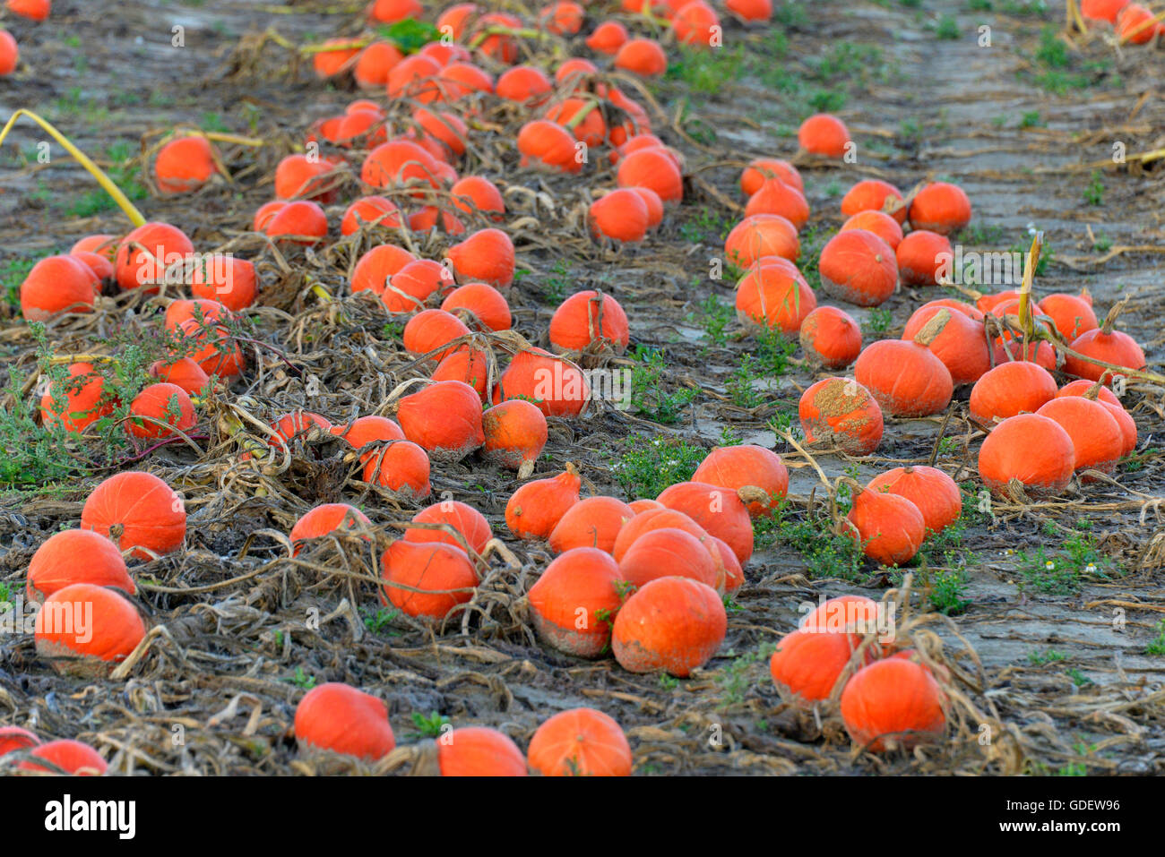 Pumpkin Patch, Rheinland-Pfalz, Deutschland / (Cucurbita Pepo) / Kürbisse Stockfoto