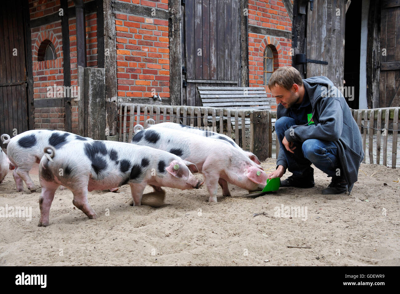 Bentheimer Schweine Tier park Nordhorn, Nordhorn, Niedersachsen, Deutschland Stockfoto