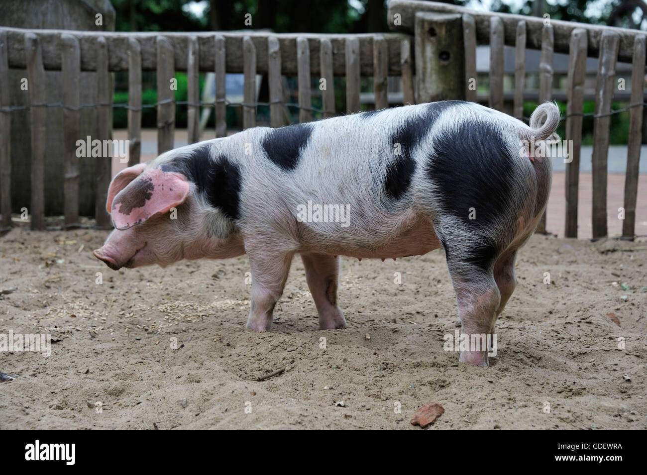 Bentheimer Schwein, Tierpark Nordhorn, Nordhorn, Niedersachsen, Deutschland Stockfoto