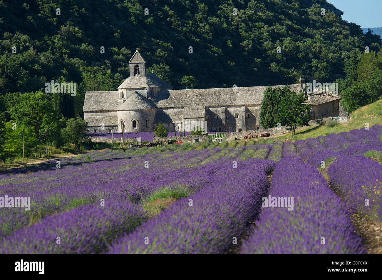 Abbaye de Senanque, Lavendel, Feld, Provence, Vaucluse, Provence-Alpes-Cote d ' Azur, Frankreich Stockfoto