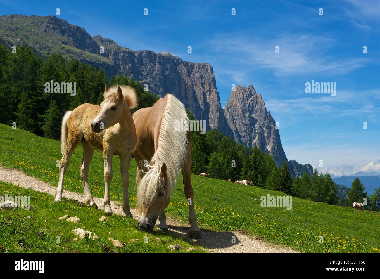 Haflingerpferde, Alpe di Siusi, Dolomiten, Südtirol, Italien Stockfoto