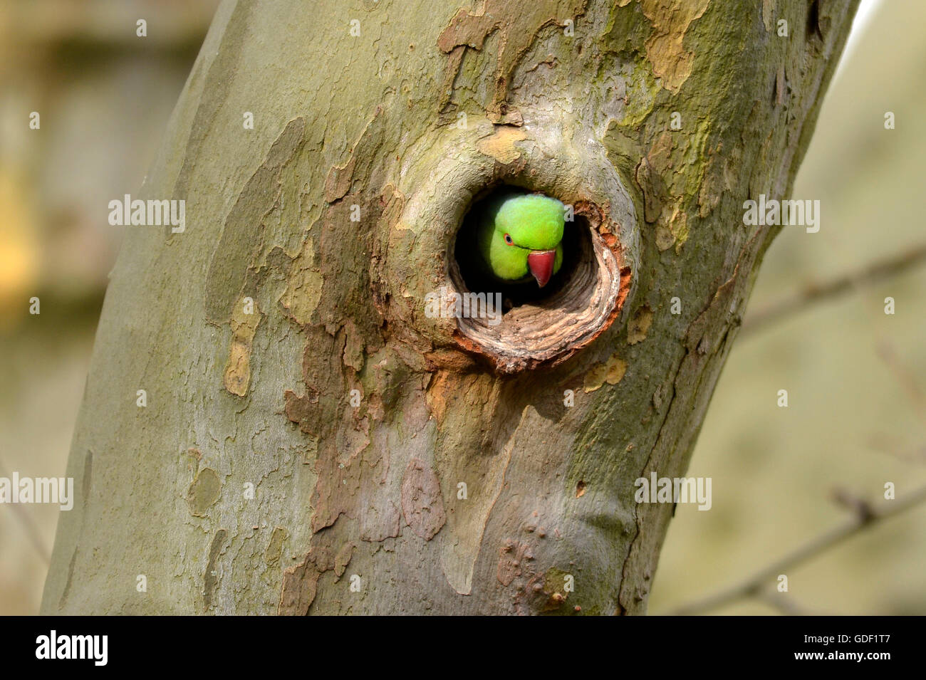 Rose-beringt Sittich, (geflohen waren), Deutschland Stockfoto