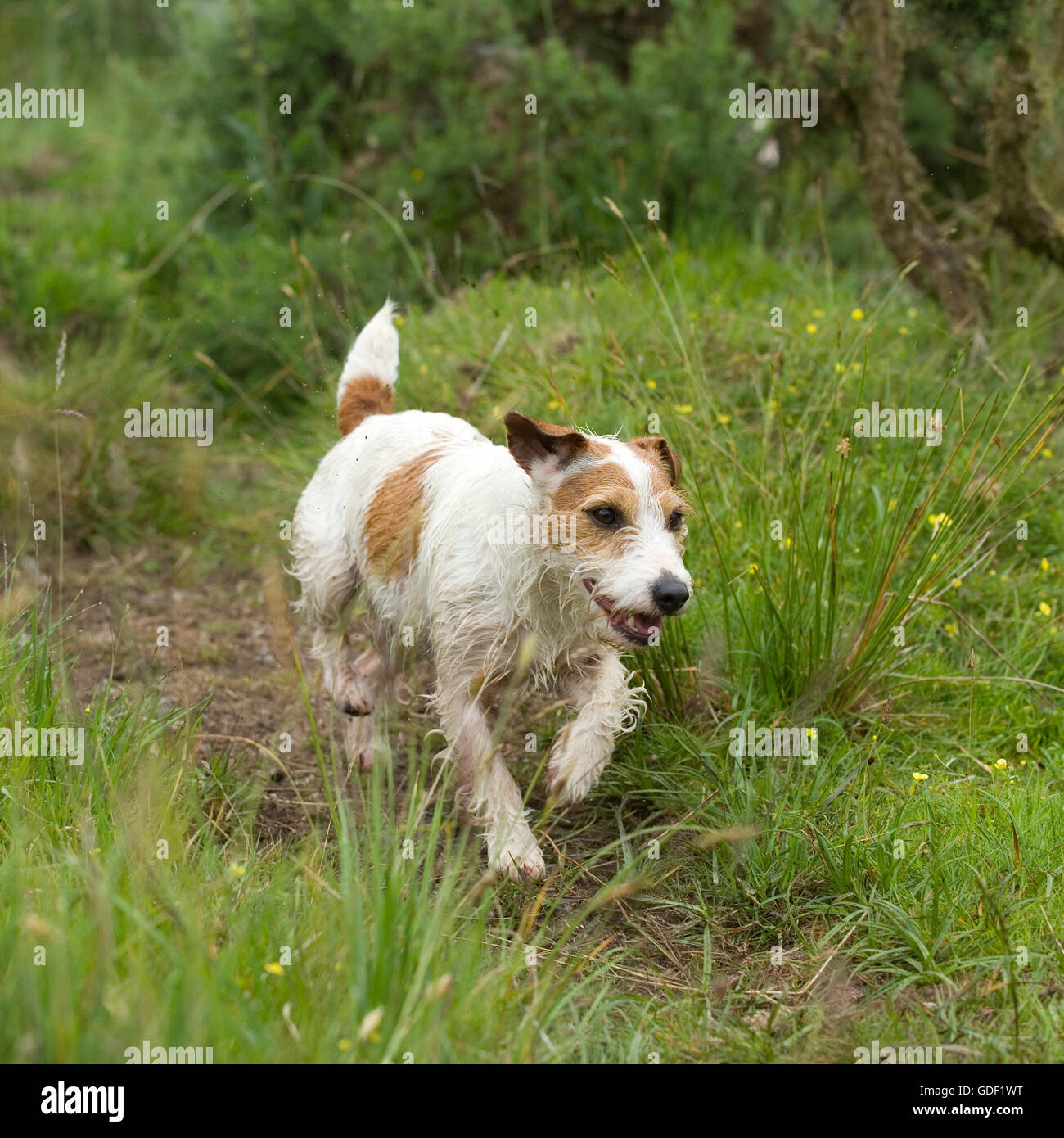 Jack Russell Terrier Stockfoto