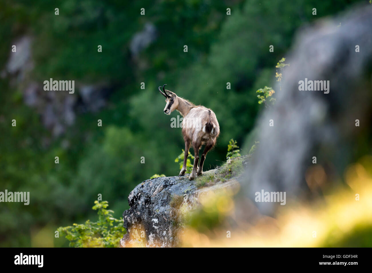 Gämse, (Rupicapra Rupicapra), Vogesen, Frankreich Stockfoto