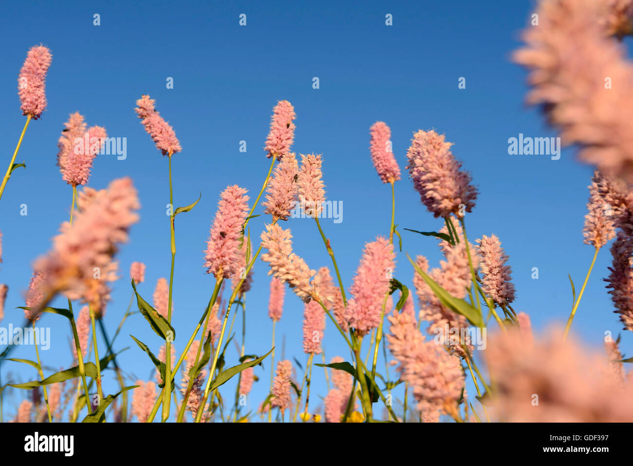 Cm (Polygonum Bistorta), Vogesen, Berg Hohneck, Europa, Frankreich Stockfoto