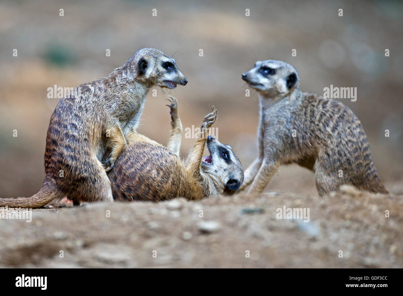 Erdmännchen, (Suricate Suricatta), in Gefangenschaft Stockfoto