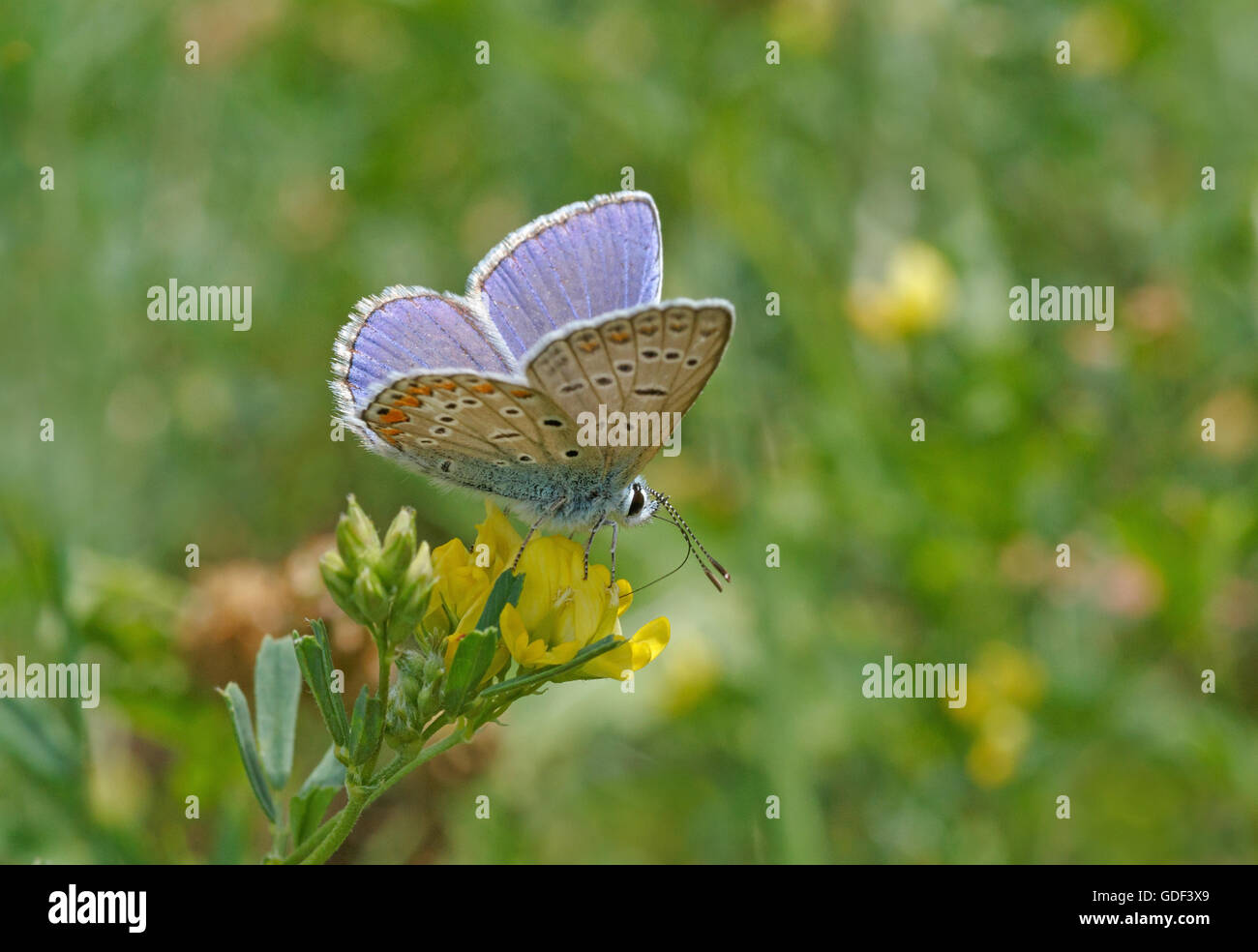 blauer Schmetterling auf wilde Blume Stockfoto