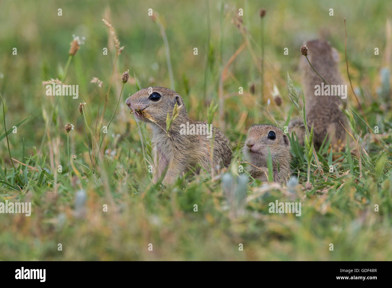 Zieselmaus Suslik spermophilus citellus -Fotos und -Bildmaterial in hoher ...