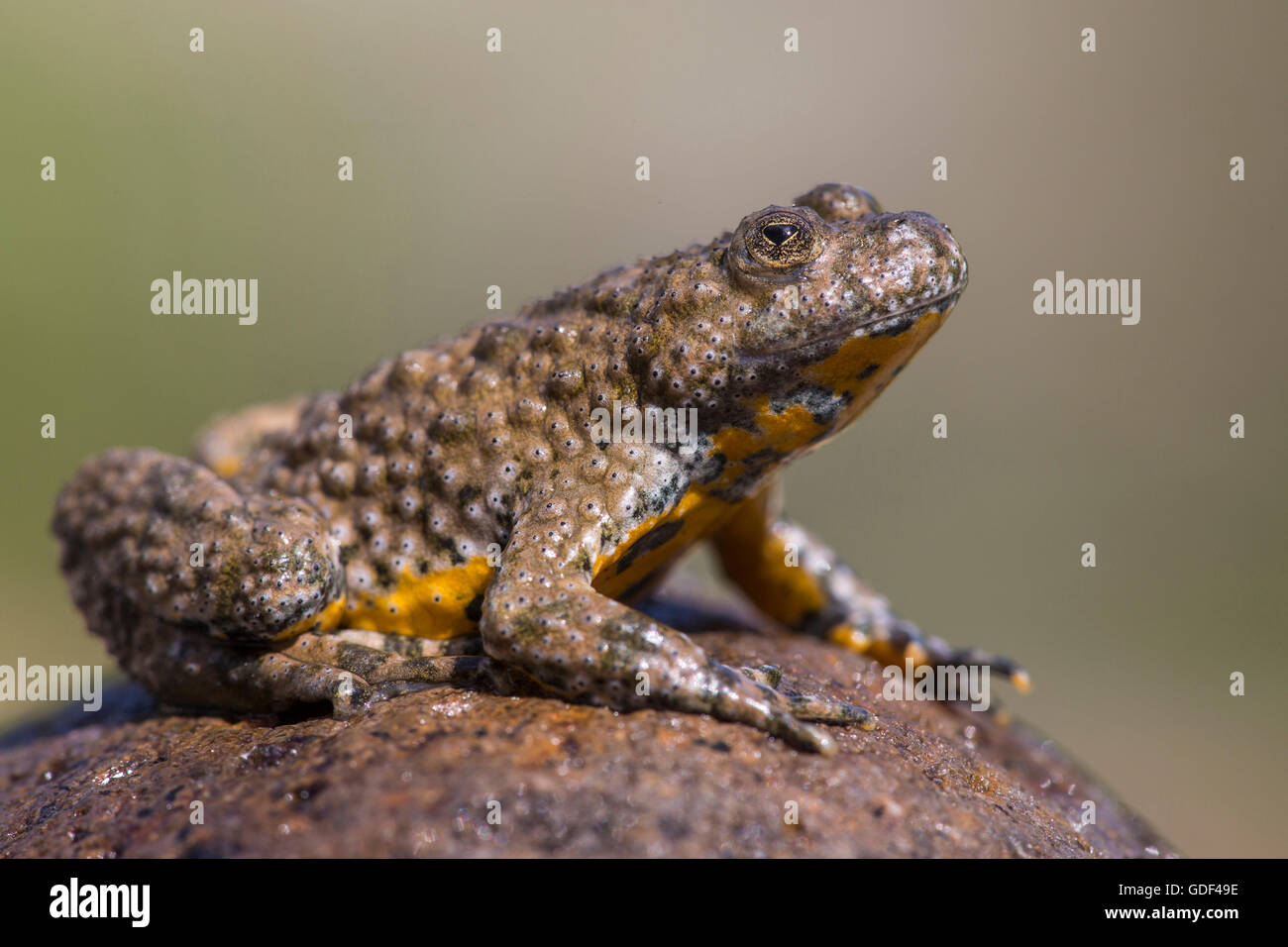 Gelbbauchunke, Bulgarien / (Geburtshelferkröte Variegata) Stockfoto