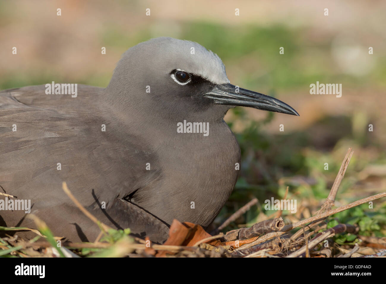 Noddy (Anous Stolidus), Bird Island, Seychellen Stockfoto