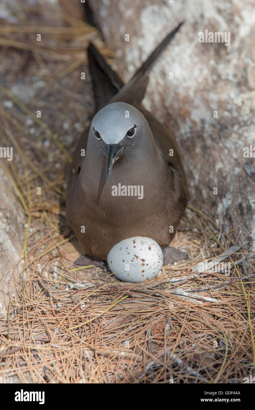 Noddy (Anous Stolidus), Bird Island, Seychellen Stockfoto