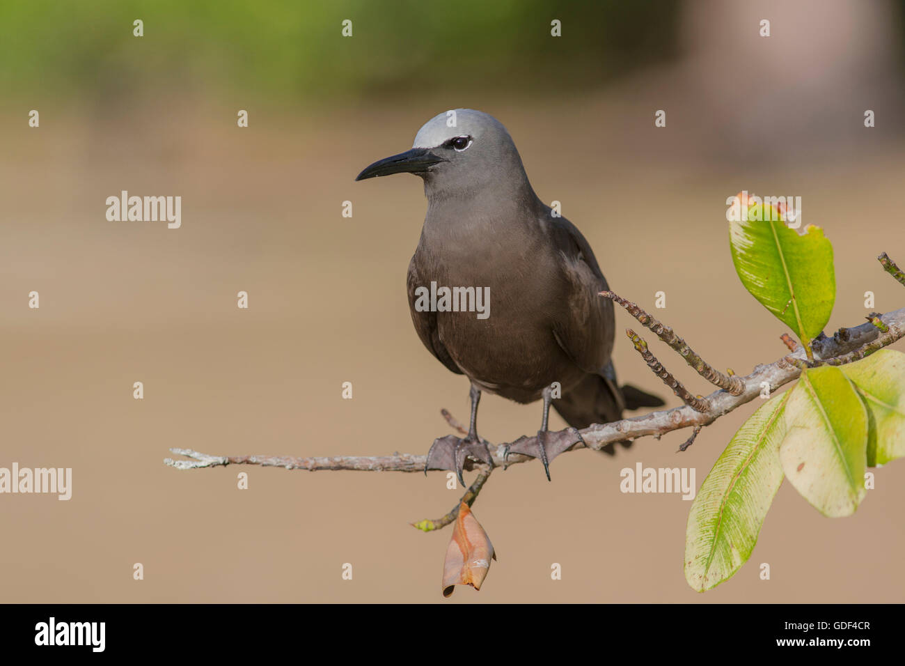 Noddy (Anous Stolidus), Bird Island, Seychellen Stockfoto