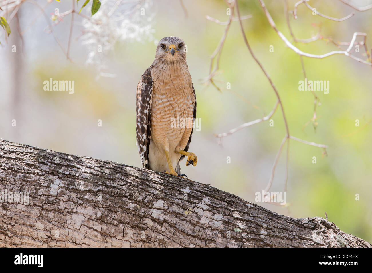 Roten geschultert Habicht, Florida / (Buteo Lineatus) Stockfoto