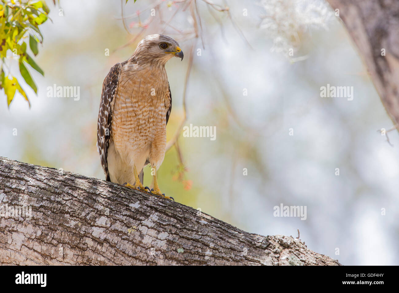 Roten geschultert Habicht, Florida / (Buteo Lineatus) Stockfoto