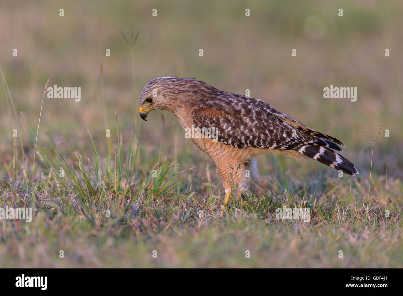 Roten geschultert Habicht, Florida / (Buteo Lineatus) Stockfoto