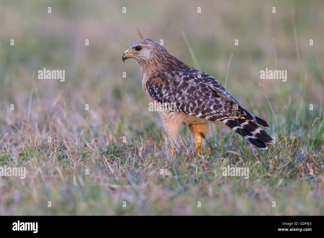 Roten geschultert Habicht, Florida / (Buteo Lineatus) Stockfoto