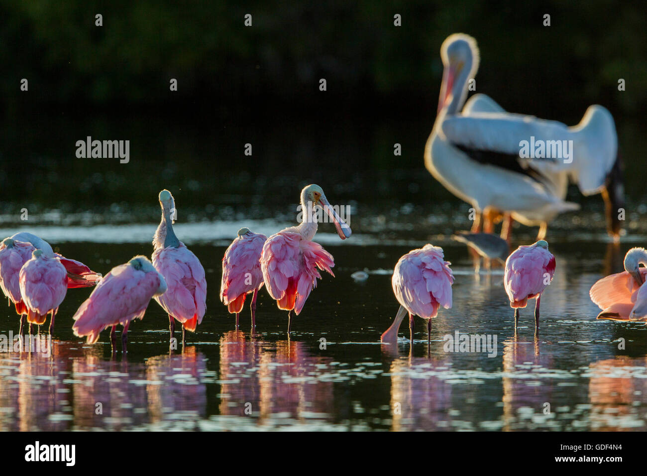 Rosige Löffler, Florida / (Platalea Ajaja) Stockfoto