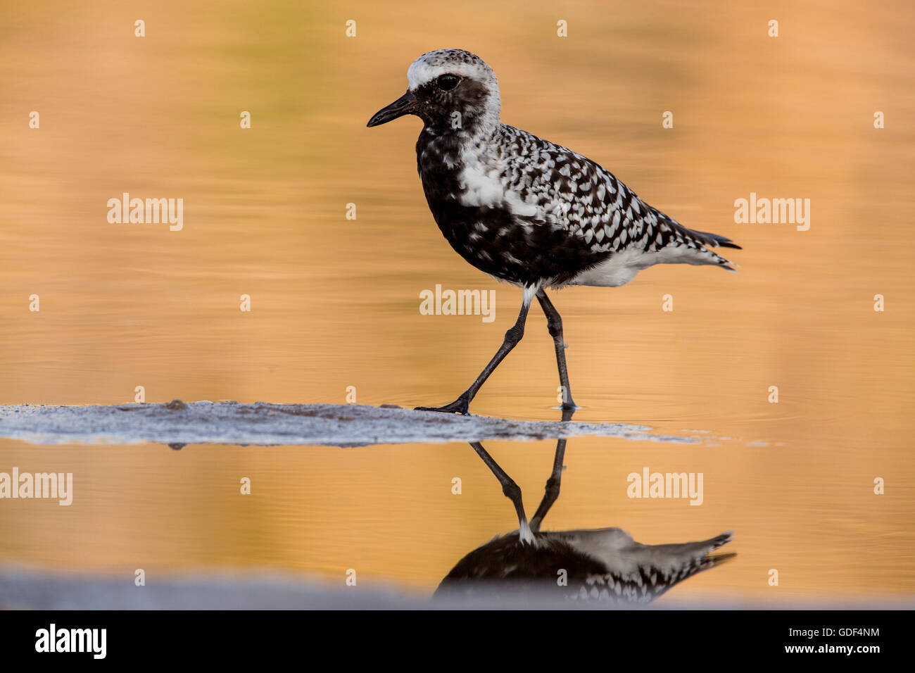 Grau, Regenpfeifer oder schwarze bauchige Regenpfeifer, Florida / (Pluvialis Squatarola) Stockfoto