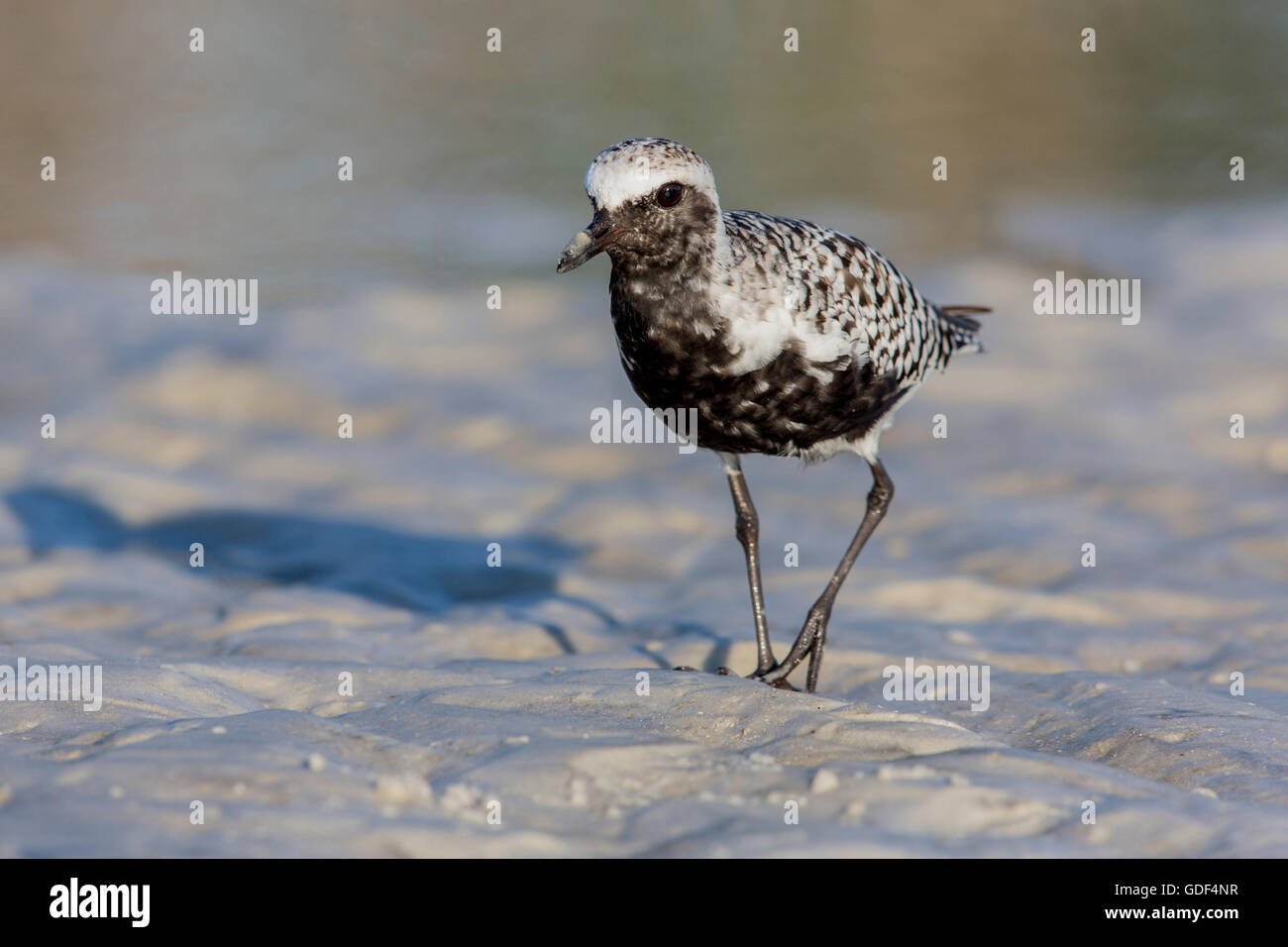 Grau, Regenpfeifer oder schwarze bauchige Regenpfeifer, Florida / (Pluvialis Squatarola) Stockfoto