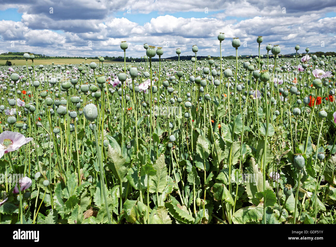 Papaver Somniferum Mohnblumenfeld für medizinische Zwecke angebaut Stockfoto