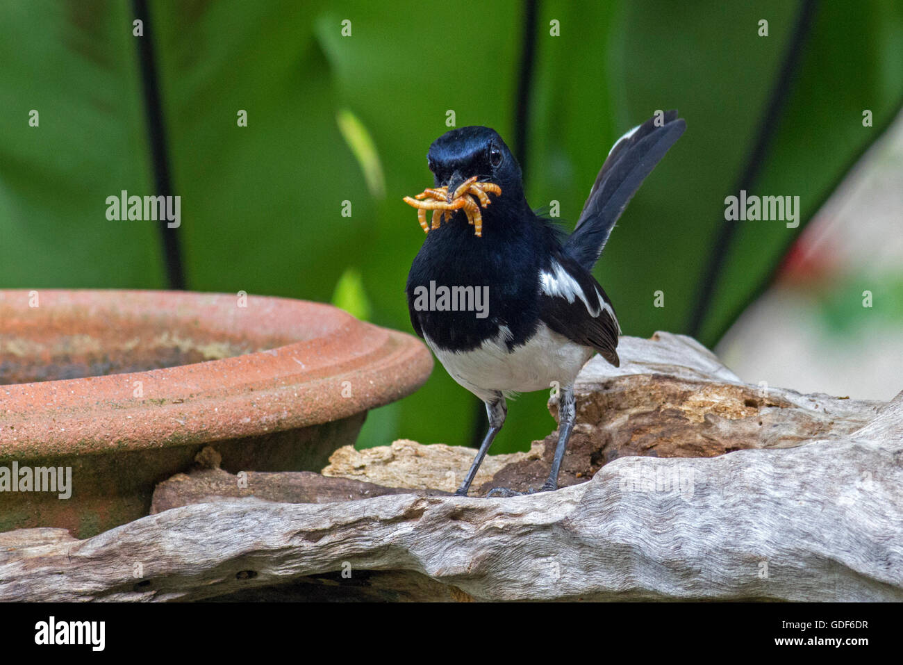 Eine männliche Oriental Magpie Robin mit einem Schnabel voller Mehlwürmer auf einem Baumstamm in einem Bangkok-Garten Stockfoto