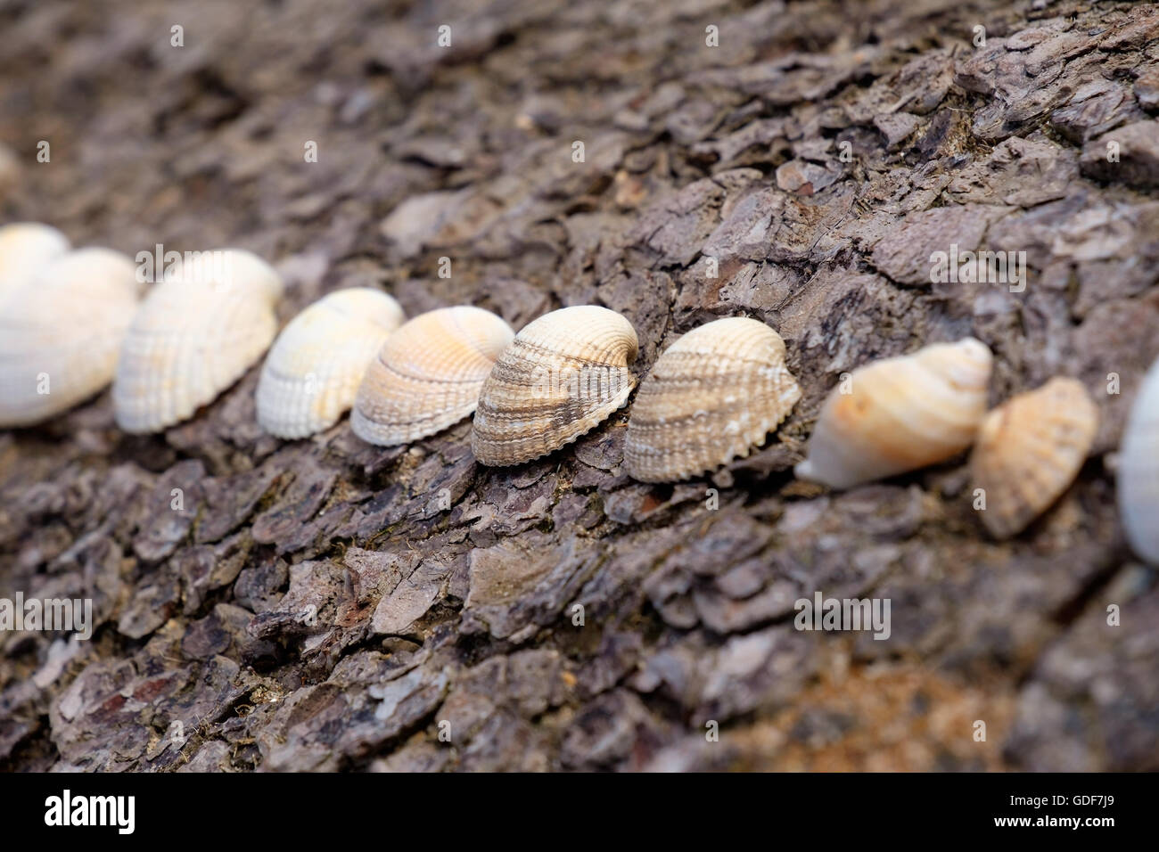 Eine Anordnung der Herzmuschel Muscheln auf einem gefallenen Baumstamm. Stockfoto