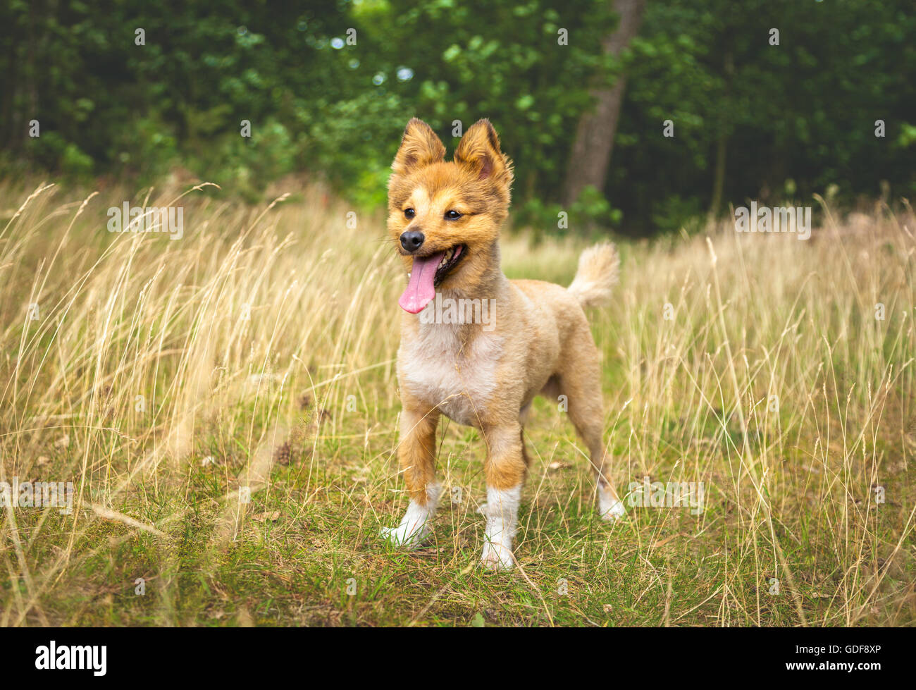 Hund steht auf einem Holz Stockfoto