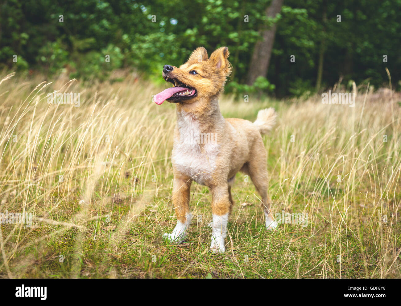 Hund steht auf einem Holz Stockfoto