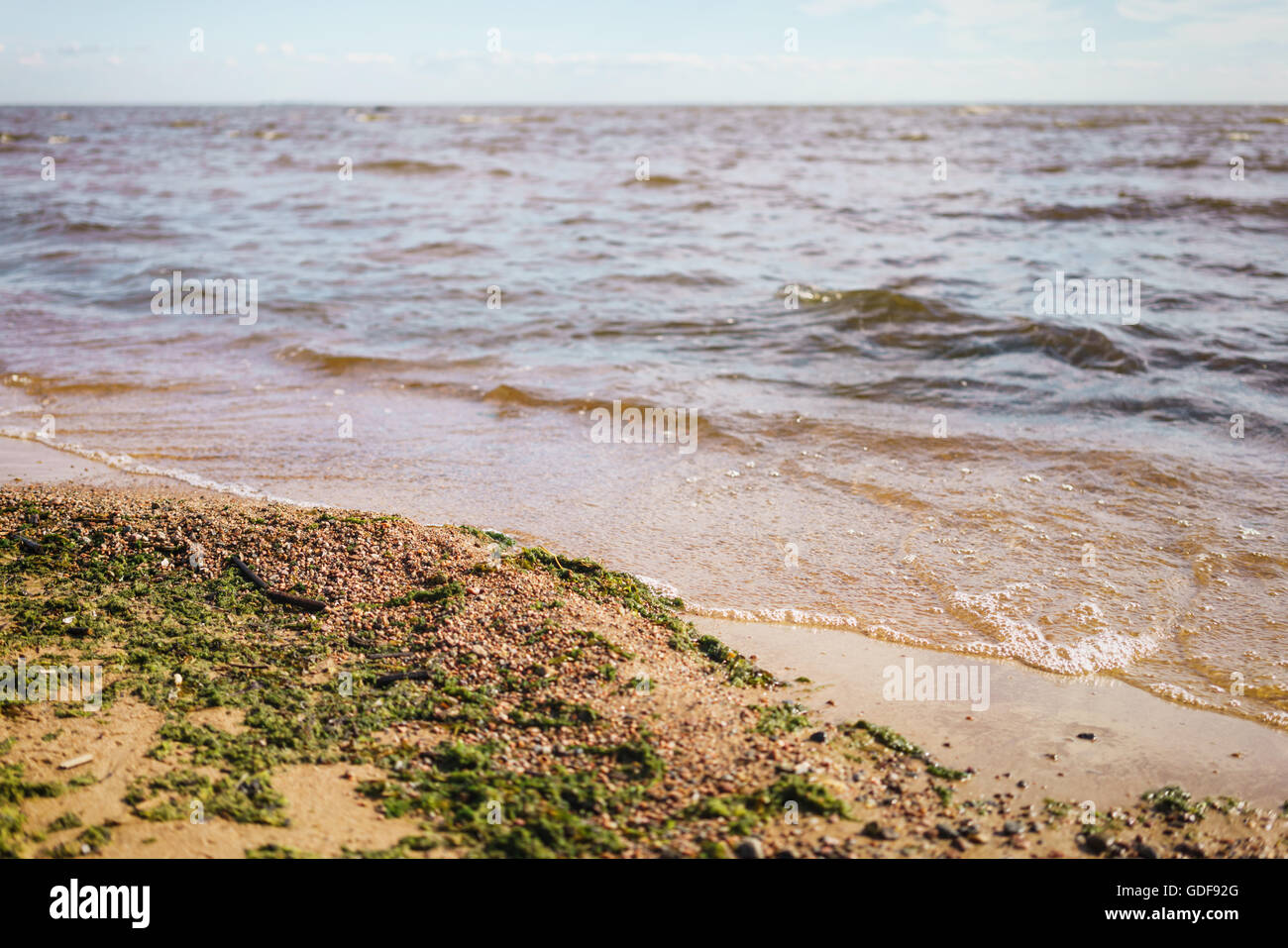 grüne Algen am Sand am Meer Stockfoto