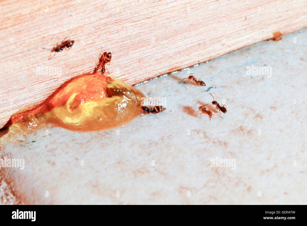 Argentinische Ameisen (Linepithema Humile) Essen eine Fipronil basierte kommerzielle Köder Gel. Stockfoto