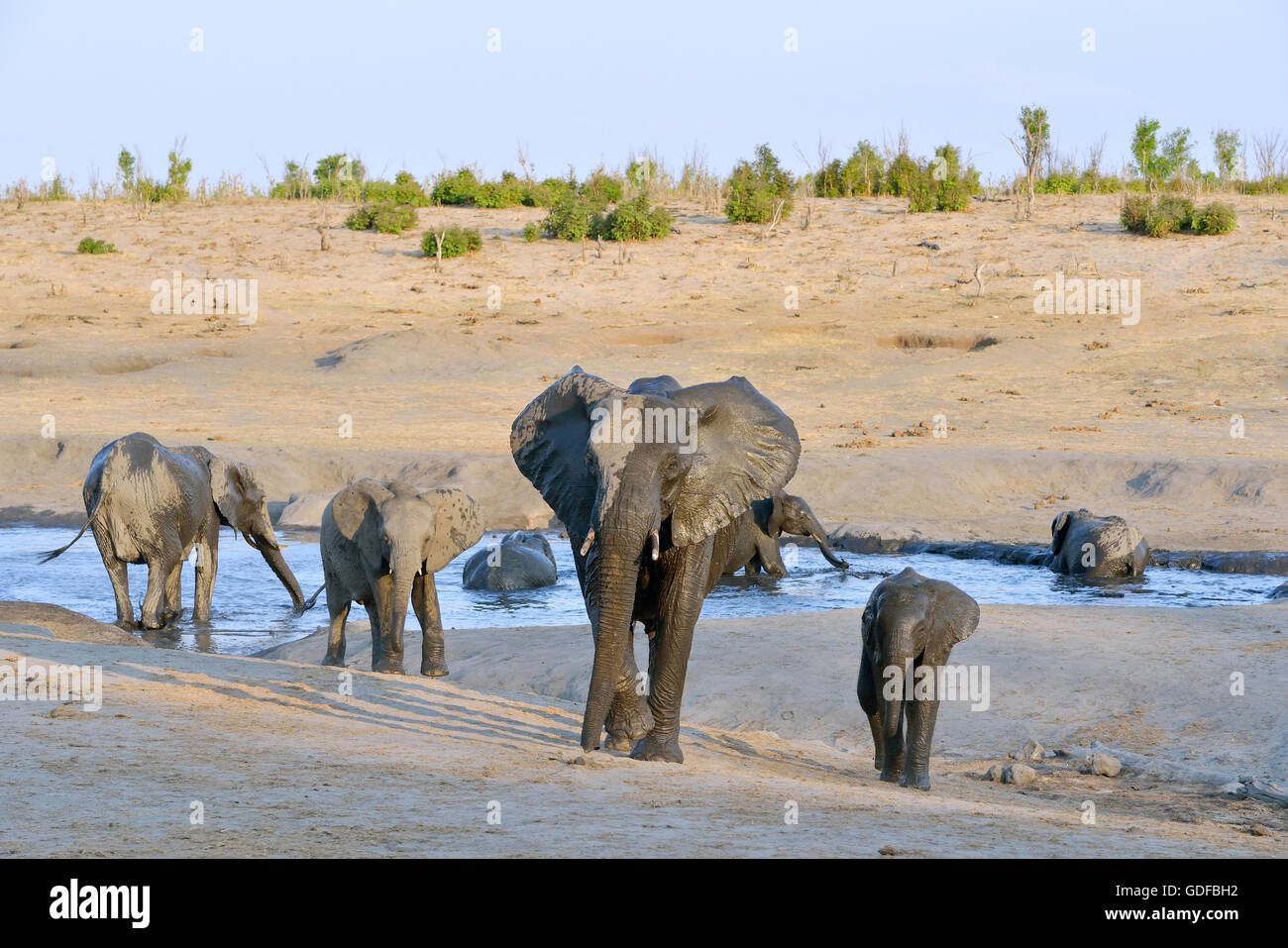 Elefanten (Loxodonta Africana) Baden, in der Nähe von Somalisa Camp, Hwange Nationalpark, Matabeleland North, Simbabwe Stockfoto