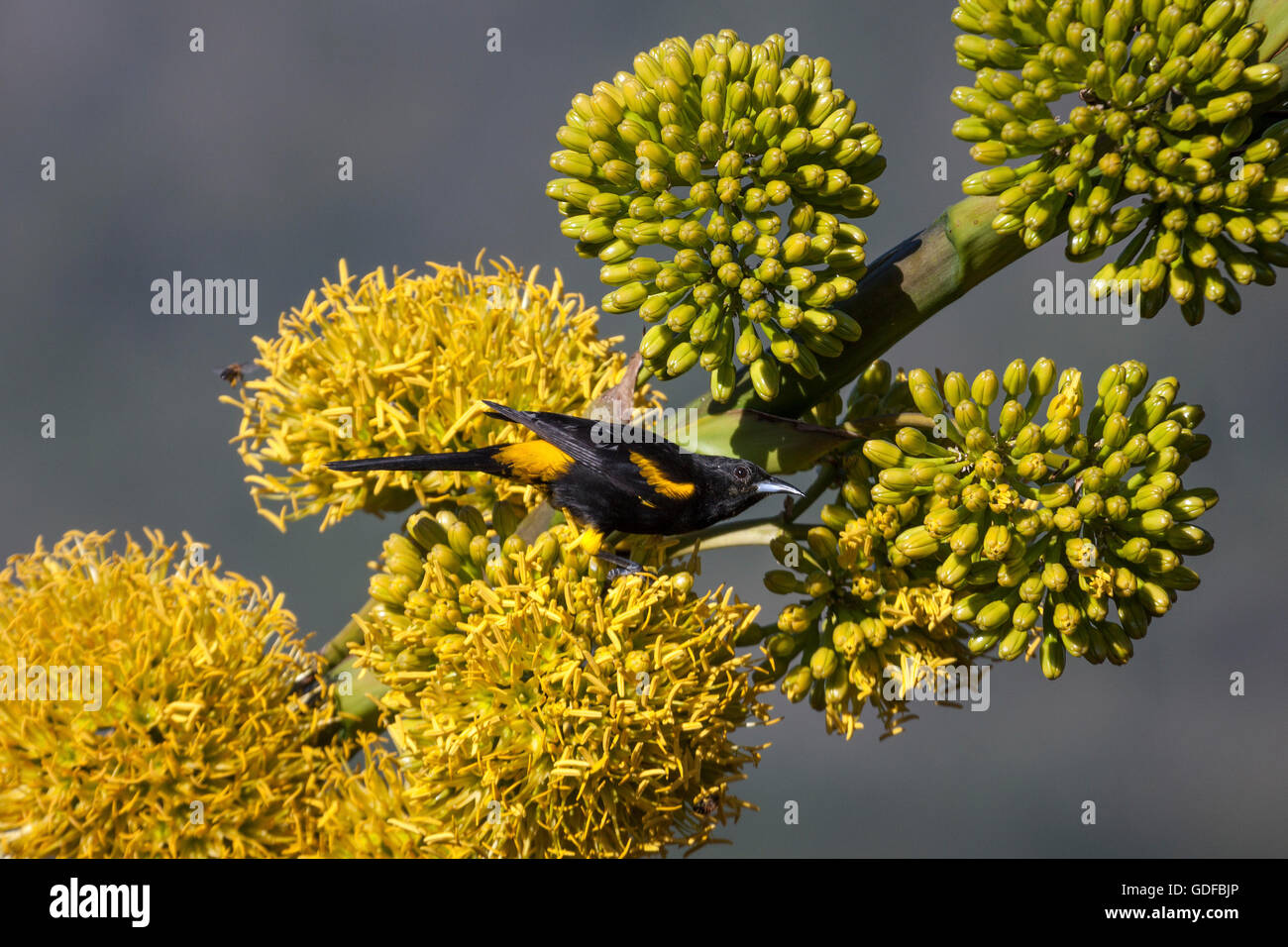 Icterus melanopsis Fotos und Bildmaterial in hoher Auflösung Alamy