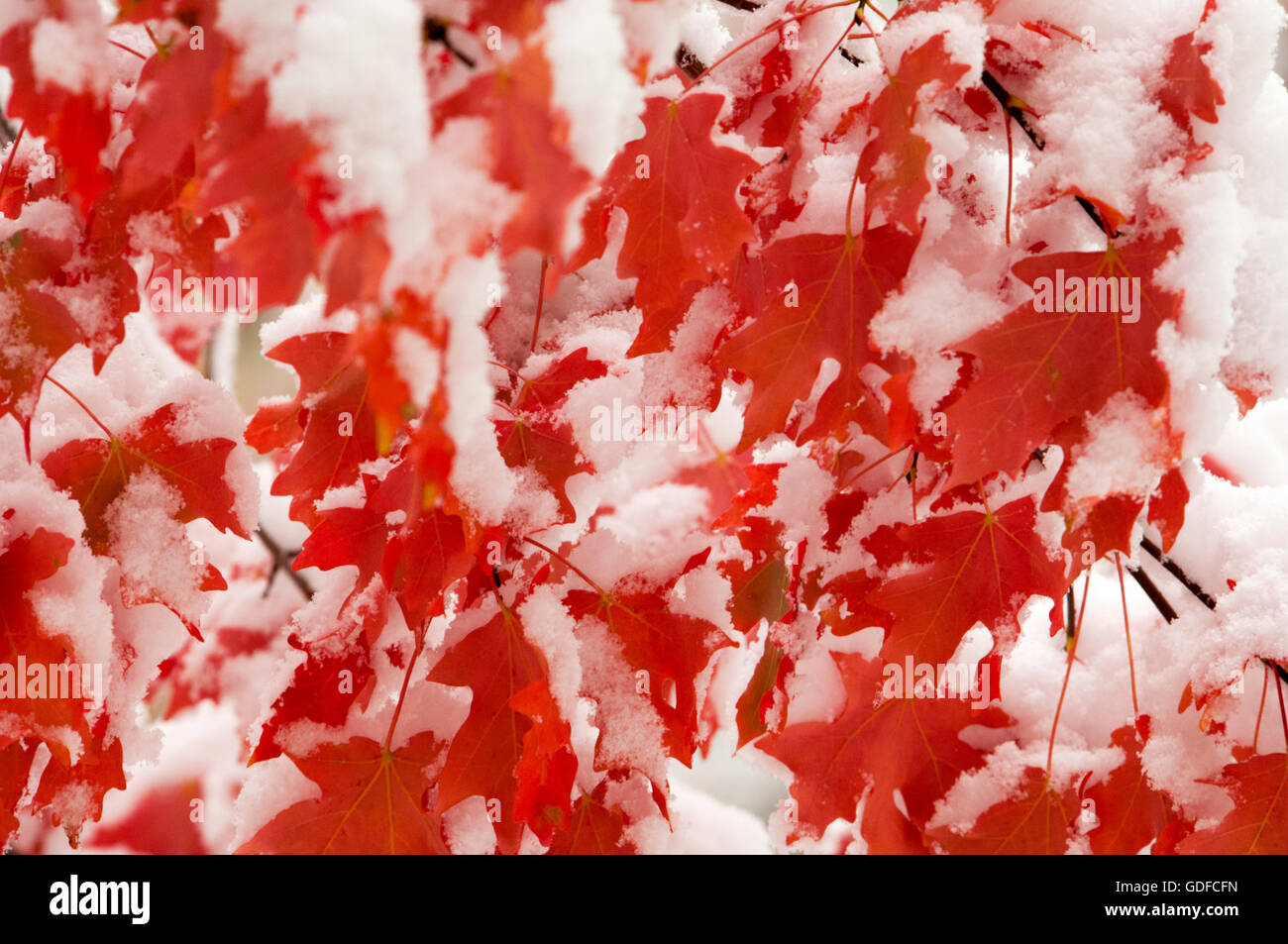 Schneebedeckte leuchtend rote Rocky Mountain Ahorn im Herbst Blätter. Stockfoto