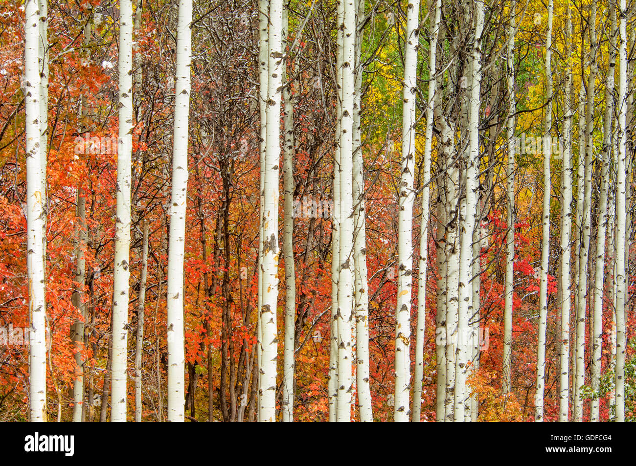 Baumgruppe Aspen und Ahorn mit Bucht Herbst Farben in Utah. Stockfoto