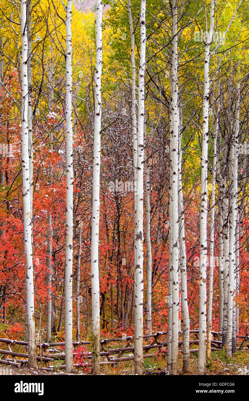 Hain von aspen und felsigen Berg-Ahornbäume im Herbst. Stockfoto