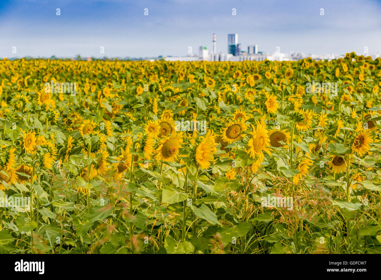 Anbau von Sonnenblumen in der Landschaft und im Hintergrund eine chemische Industrie Stockfoto